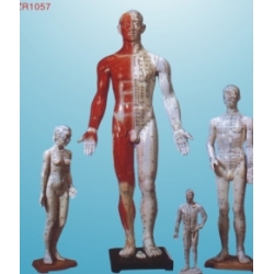 acupuncture model