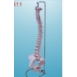 life-size verebral column with pelvis