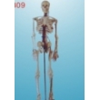 medium skeleton with spinal nerves 85cm tall