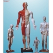 acupuncture model