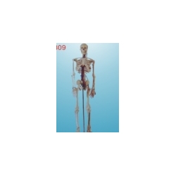 medium skeleton with spinal nerves 85cm tall