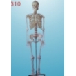 life-size skeleton 170cm tall