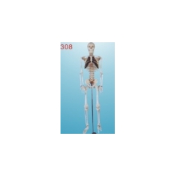 medium skeleton with spinal nerves 85cm tall