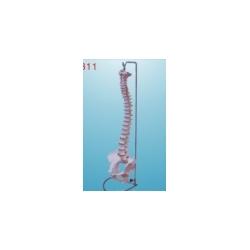 life-size verebral column with pelvis