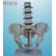 life-size pelvis with 5 pcs lumbar vertebrae