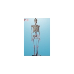 life-size skeleton 170cm tall