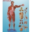 human body muscle attach visceral model