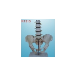 life-size pelvis with 5 pcs lumbar vertebrae