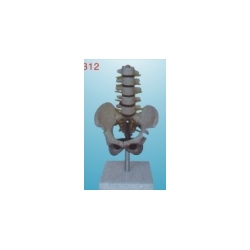 mini pelvis with 5 pcs lumbar vertebrae