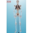 medium skeleton with spinal nerves 85cm tall