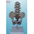 mini pelvis with 5 pcs lumbar vertebrae